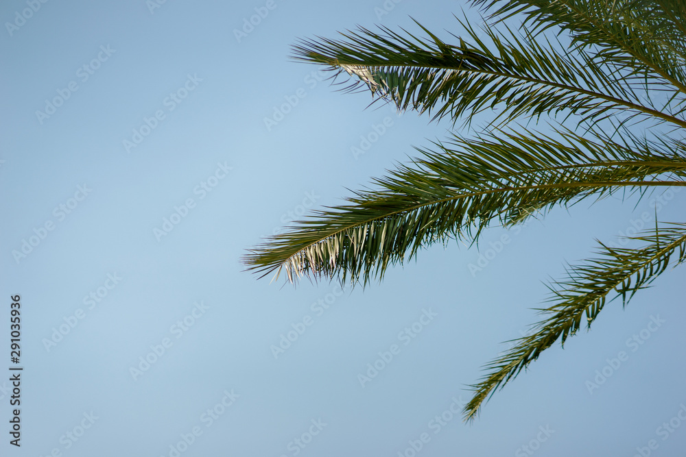 Green palm leaves against a clear blue sky. Traveling background concept.