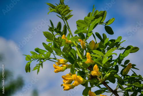 Spring scene in the park flowering branch of yellow acacia on a blurred background. photo