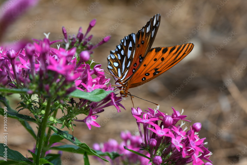 Fototapeta premium Monarch