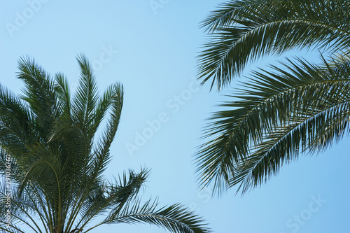 Green palm leaves against a clear blue sky. Traveling background concept.