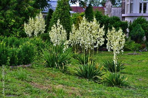 Obraz na płótnie White flowers of yucca plant