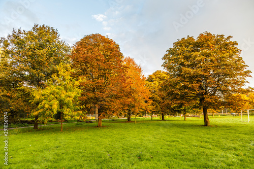 A group of various types of park trees in autumn colors