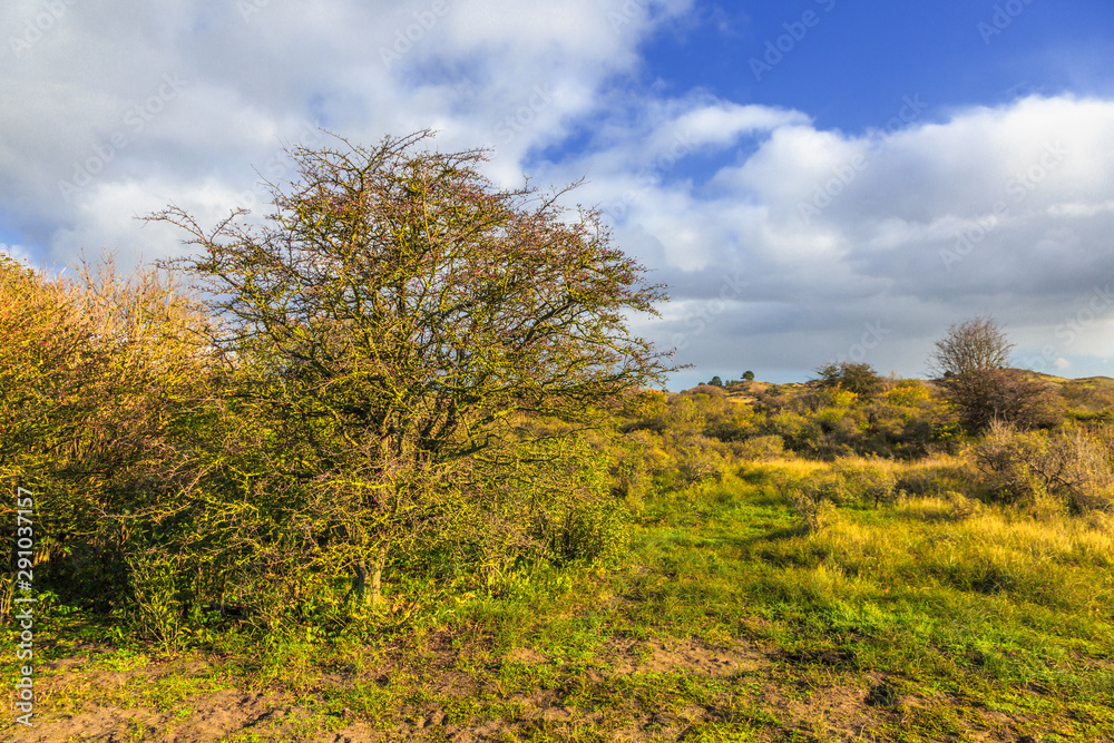 Dutch dune landscape Kraansvlak at coastal town of  Zandvoort during  autumn