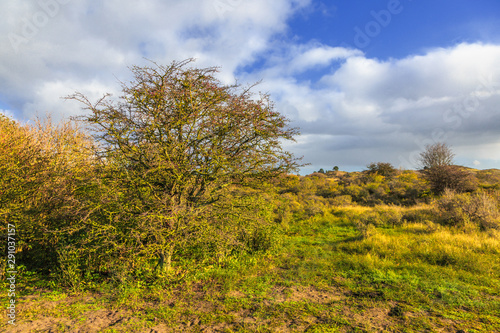 Dutch dune landscape Kraansvlak at coastal town of Zandvoort during autumn