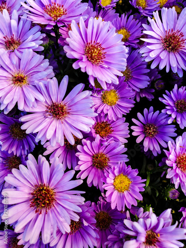 Violet chrysanthemums background. Autumn flowersPurple flowers of Italian Asters, Michaelmas Daisy (Aster Amellus), Fall Aster, violet blossom growing in garden, Italy. Soft © ni