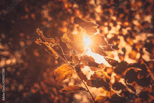 Autumn leaves and sunray