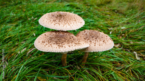 Mushrooms on a background of green grass in cloudy weather in the meadow.