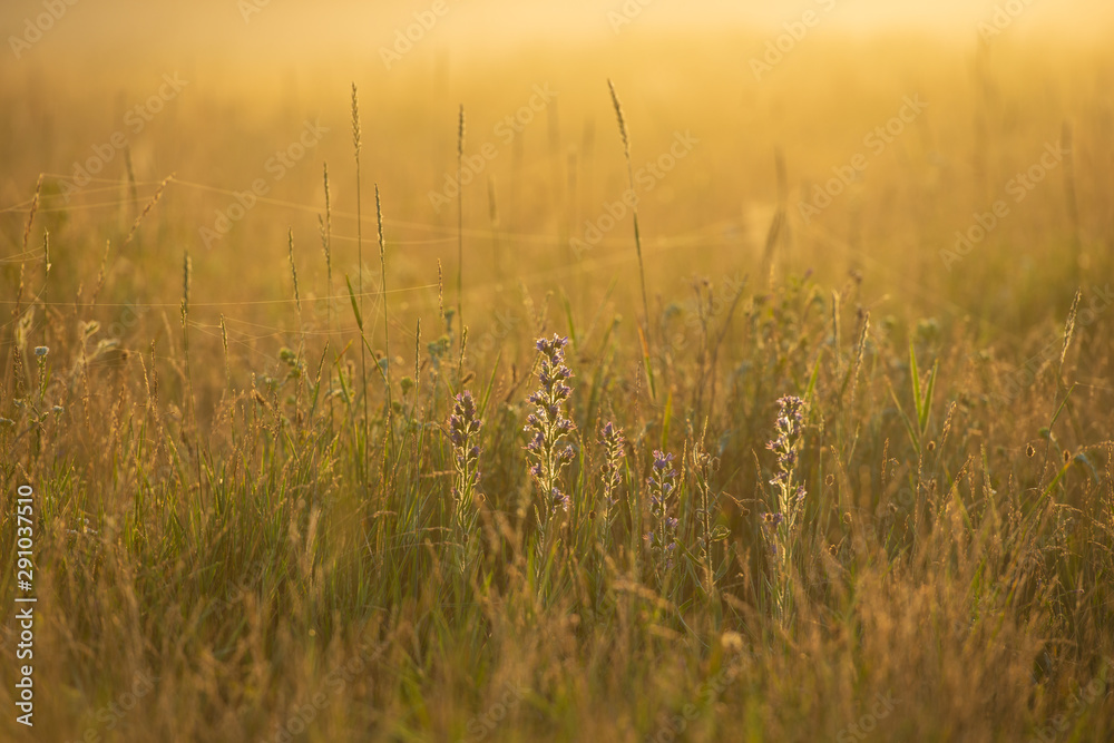 Obraz premium Golden Sunny Misty Morning on the Meadow in the Village.