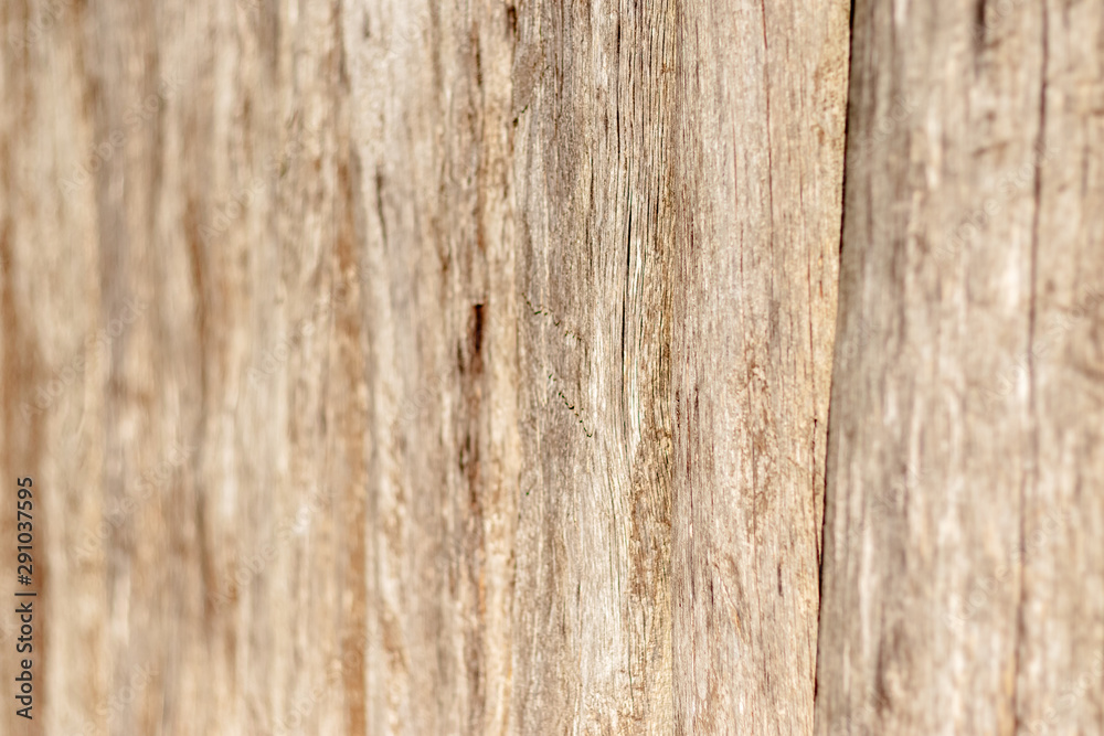 Fototapeta premium texture of old wood used as natural background