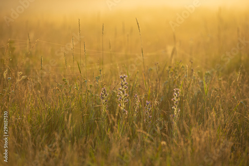 Golden Sunny Misty Morning on the Meadow in the Village.