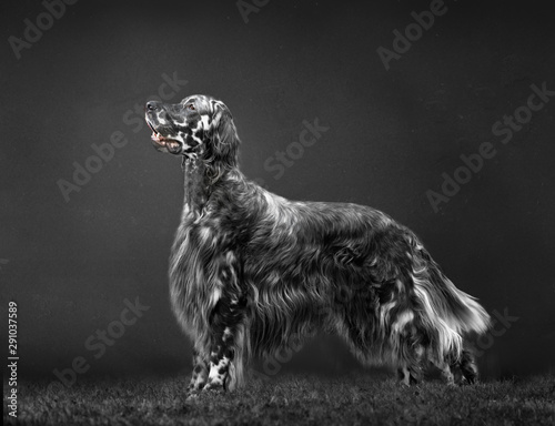 portrait of english setter dog 