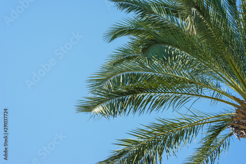 Green palm leaves against a clear blue sky. Traveling background concept.