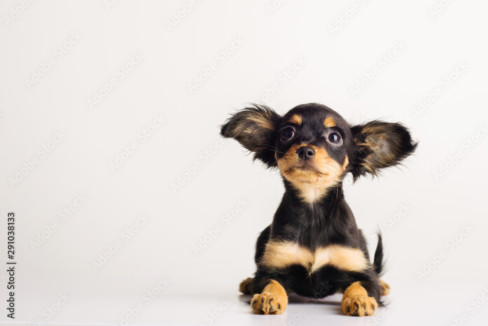 Funny young puppy of Russian toy terrier on a white background. - obrazy, fototapety, plakaty 
