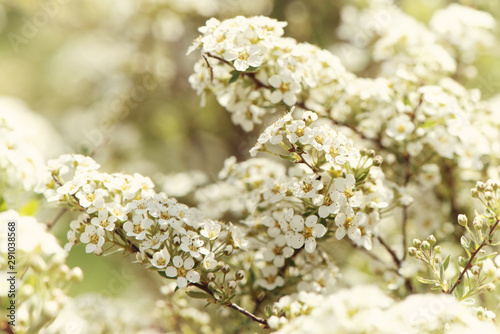 Springtime blossom floral background. Delicate white flowers and young leaves. Vintage toned, soft selective focus.