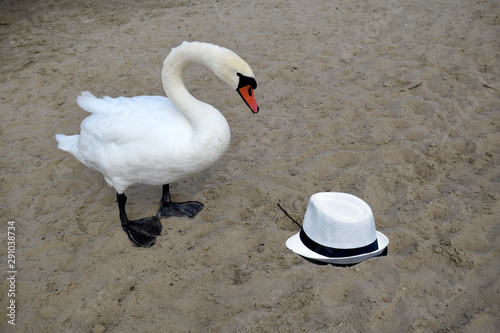 The swan stand on sand. A graceful beautiful adult waterfowl. The swan looks at a hat. The hat is on the beach. photo