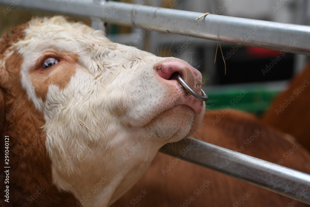 A big bull with a nose ring leans his head to the grid of his