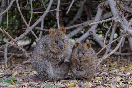 Quokka on Rottnest Island, Australia.