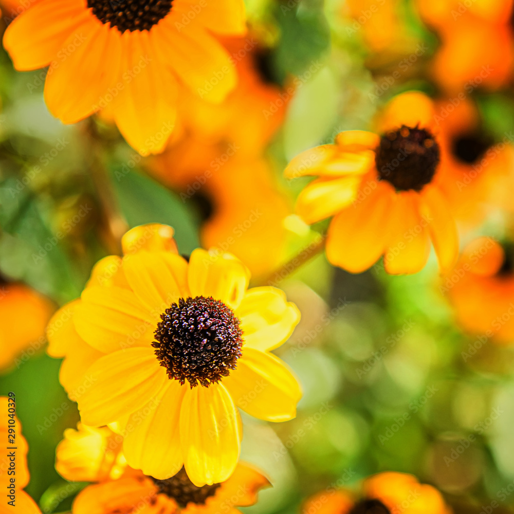 Orange and yellow Echinacea flowers in bloom