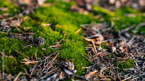 undergrowth - background photo