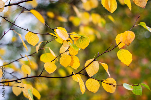 beautiful birch branches with yellow leaves in autumn