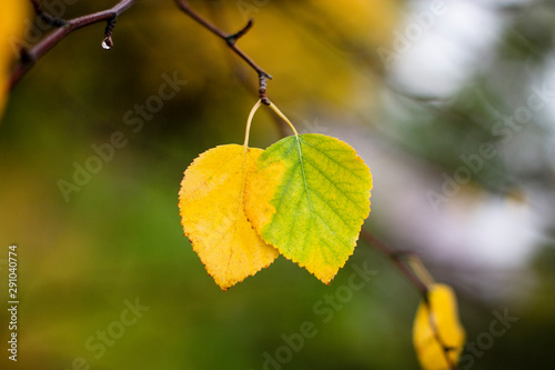 a pair of yellow birch leaves on a branch as a symbol of love in autumn