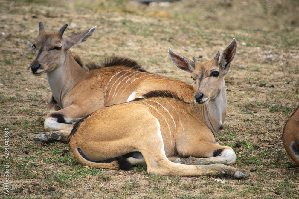 Antilope Lichi (Kobus leche) in Africa