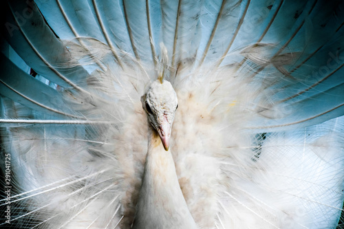 portrait of a peacock
