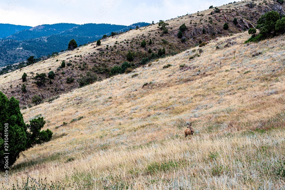 Deer in a mountain field in Denver