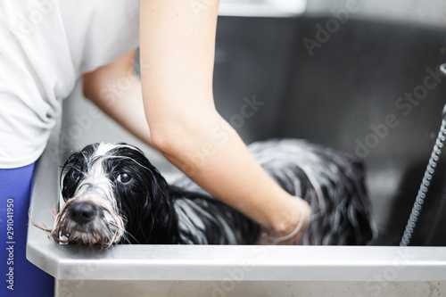 Bath Time. Tibetan terrier dog gets a bath at the groomer in stainless steel bathtub, selective focus