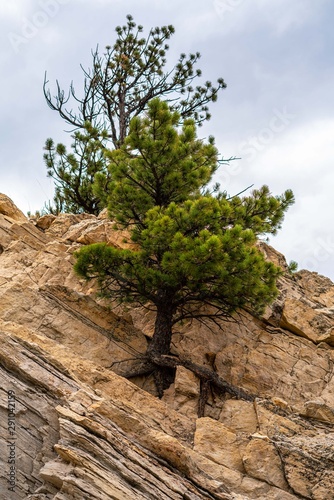 Tree growing out of the yellow rocks