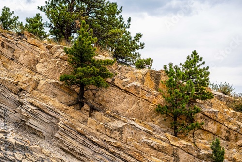 Tree growing out of the yellow rocks