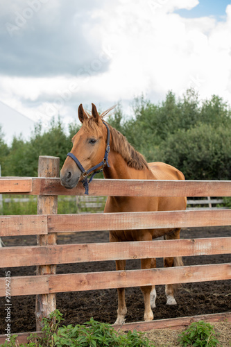 Young healthy brown purebred mare standing behind wooden fence