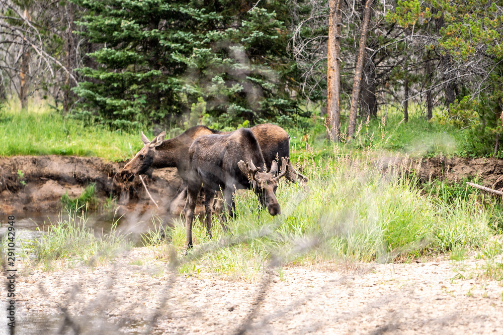 Moose next to a creek in Rocky Mountain National Park Moose next to a creek in Rocky Mountain National Park
