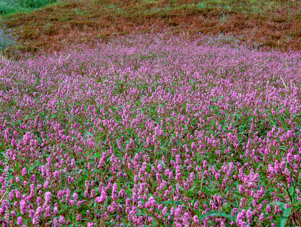 View of a field of smartweed flowers in a farmland at the highlands of the Andean mountains of central Colombia.