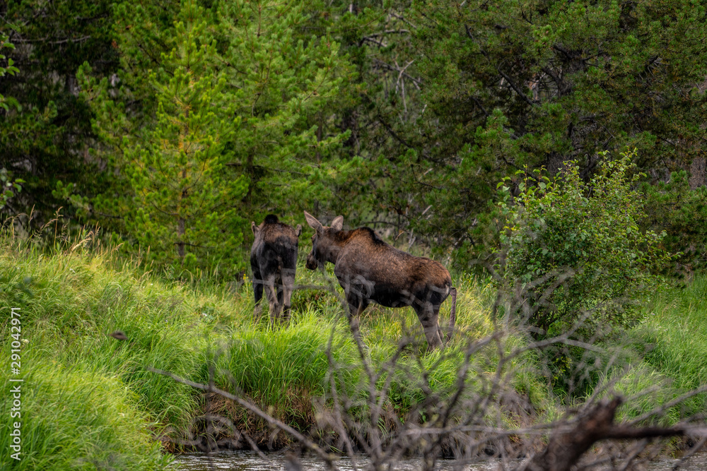 Moose next to a creek in Rocky Mountain National Park