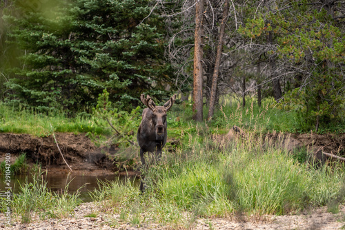 Moose next to a creek in Rocky Mountain National Park