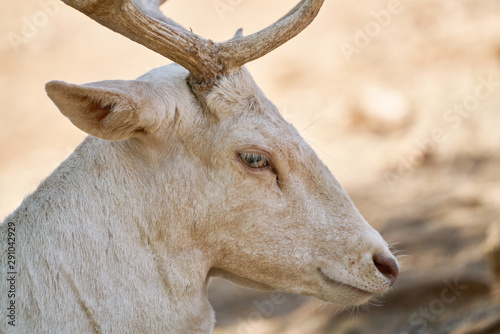 portrait of cute deer on farm