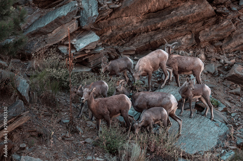 Mountain goats in Rocky Mountain National Park Colorodo photo