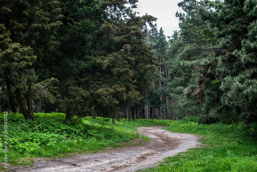 Dirt road in a green coniferous forest spring nature landscape Dirt road in a green coniferous forest spring nature landscape