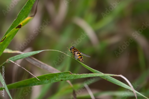 Marsh Hoverfly on Leaf in Summer
