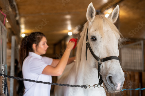 Female carer brushing her back of white young purebred racehorse in stable