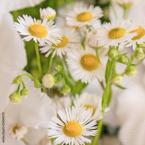 Bouquet of white gladioli. Whiteness delicate gladiolus flowers. Close-up  white background