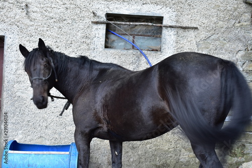 Caballos de Ramiseto