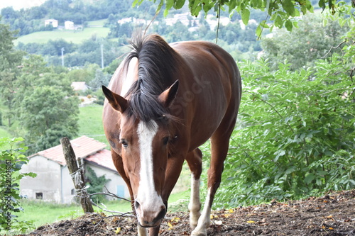 Caballos de Ramiseto