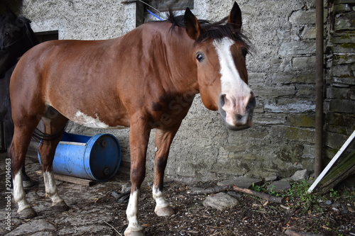 Caballos de Ramiseto