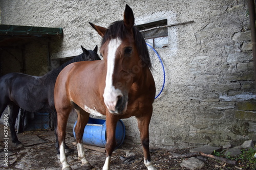 Caballos de Ramiseto