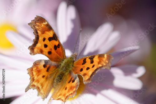 A Satyr comma, an Anglewing butterfly get nectar from a flower. photo