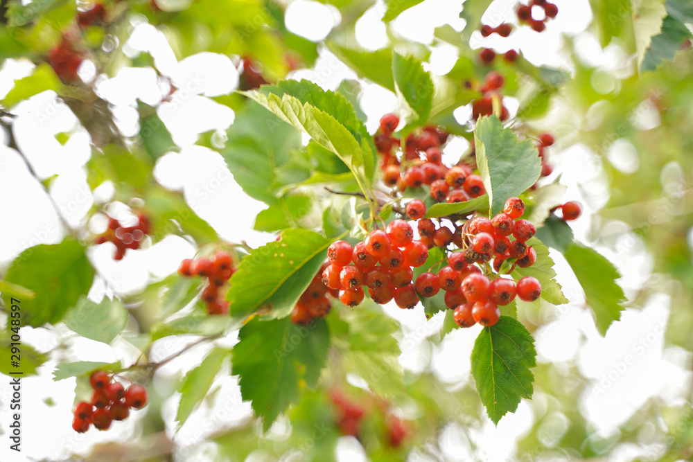 fruits of viburnum in the green garden, branches with leaves. fruits of viburnum in the green garden, branches with leaves.
