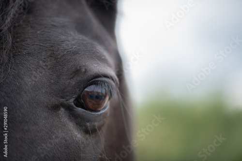 Left brown eye with eyelashes and short hair around of black mare