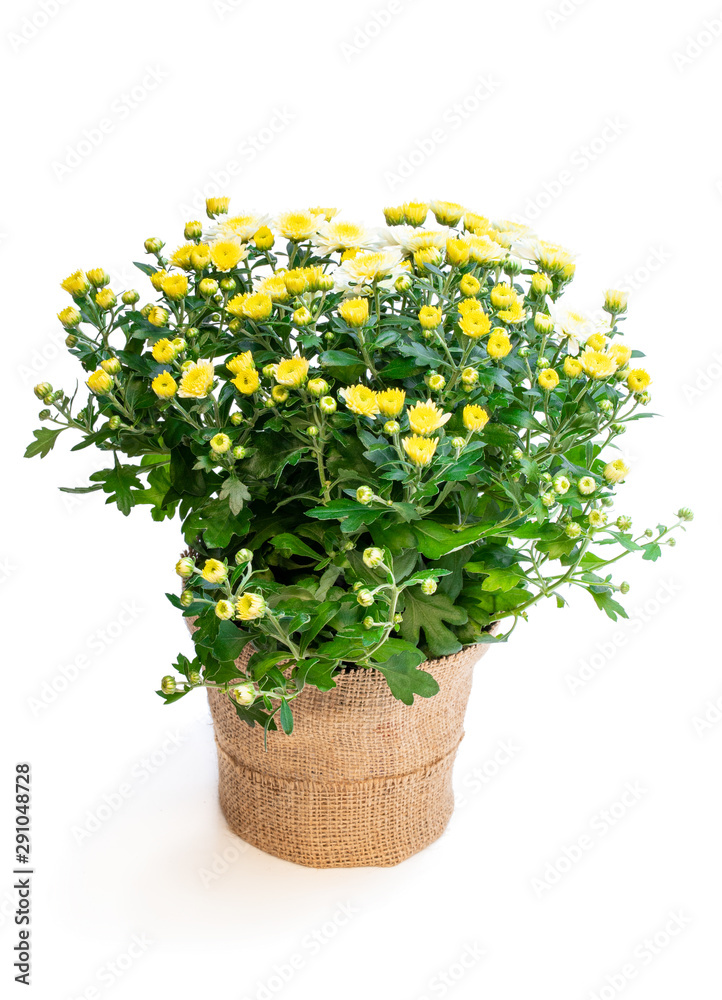 Pot of yellow flowering chrysanthemums isolated on white